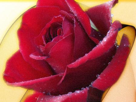 rose
